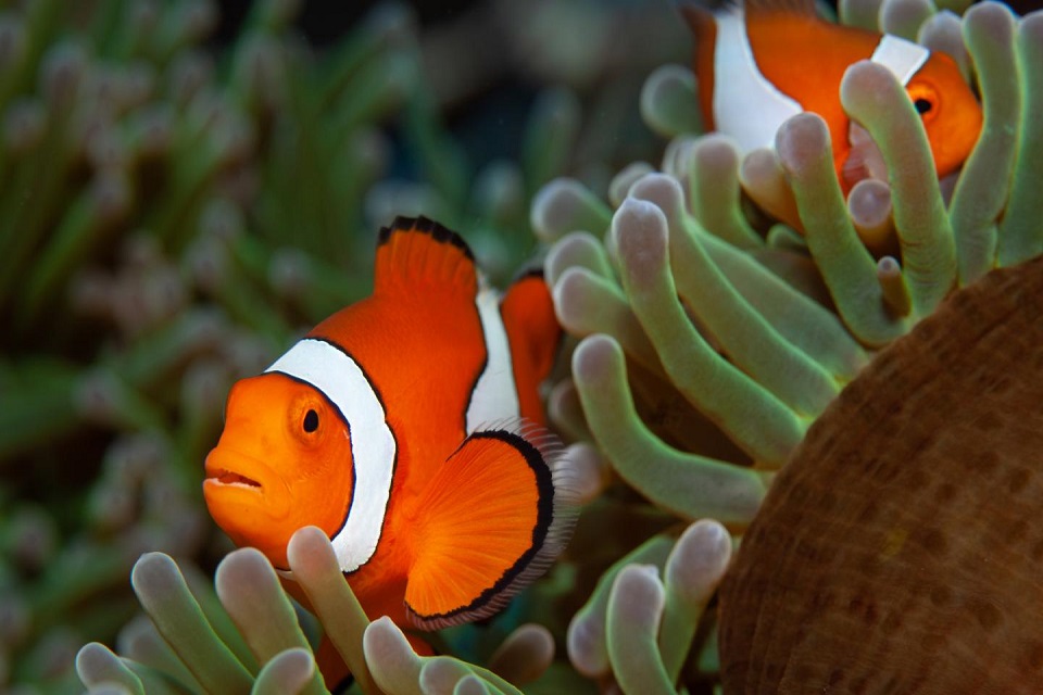 colored fish in the red sea